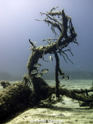 underwater tree by Pablo Herrero 